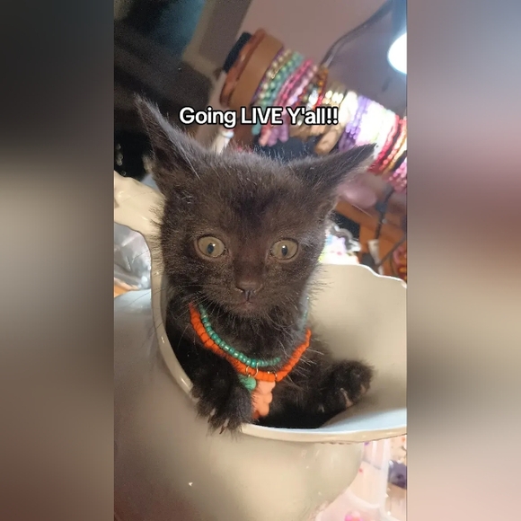 MY POSH SHOW LISTING - Picture 2 of 4